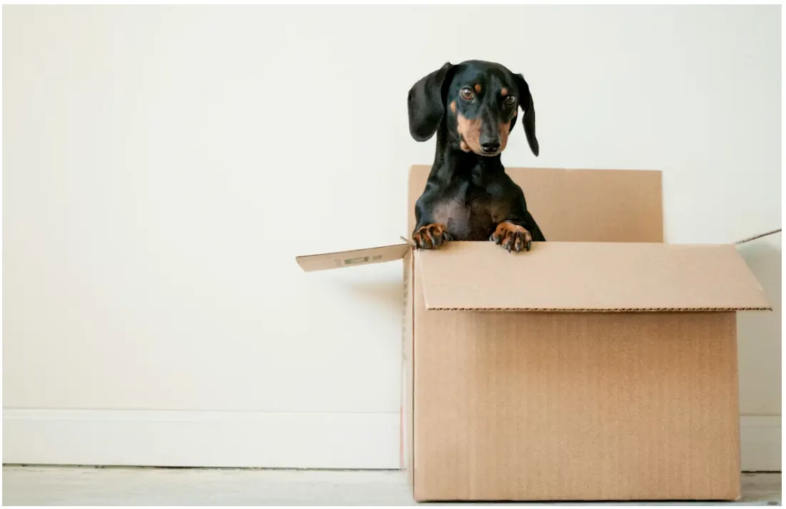 Pet friendly moving service